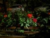 Mi 11U, cvet GCAM PXL_20210902_004257778.NIGHT.jpg