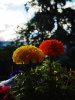 IMG_20210519_181142.jpg