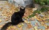 MI11U Greatness black cat crop new angle test Greatness LR EDIT RAW (1 of 1).jpg