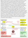 Vitamin D3 interaction with the renin-angiotensin system.JPG