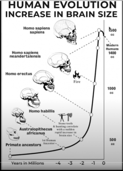 Human Evolution.PNG
