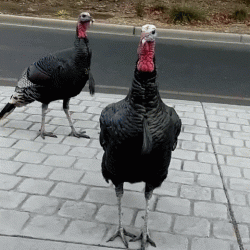 giphy.gif