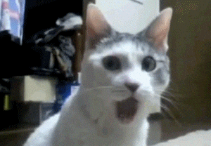 shocked cat GIF.gif