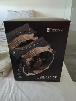 Noctua 1.jpg