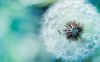 flower_wallpaper.jpg
