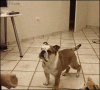 sn9hjNjdSMana9hi0rNa_Bulldog Fail Incredible.gif