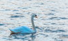 9_May_Lebed_DSC_0091.png