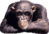 Affe2.gif
