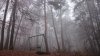 DSC_0334.JPG