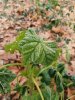 LogoLicious_20180127_085213.jpg