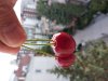 IMG_20180516_184154.jpg