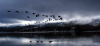 Goose.png