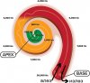 An-illustration-of-the-cochlea-and-its-tonotopic-development-across-the-frequency.jpg