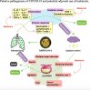 Putative pathogenesis of COVID-19 and potential adjuvant use of melatonin.jpg