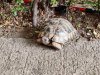 IMG_20200518_153216.jpeg