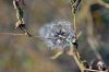 DSC_0009.JPG