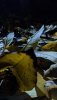 PXL_20201118_200707007.NIGHT.jpg