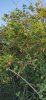IMG_20200906_182417.jpeg