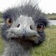 ostrich