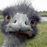 ostrich