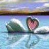swan