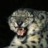 leopad236-ka