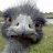 ostrich