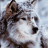 Sea_Wolf